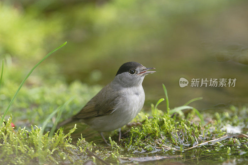 雄性黑帽饮酒(Sylvia atricapilla)